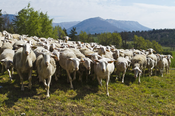 Brebis préalpes