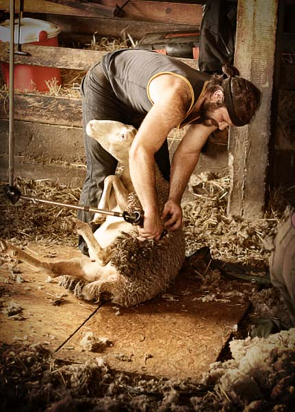 Tonte brebis préalpes