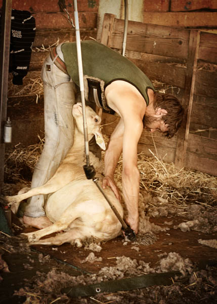 Tonte d'une brebis préalpes