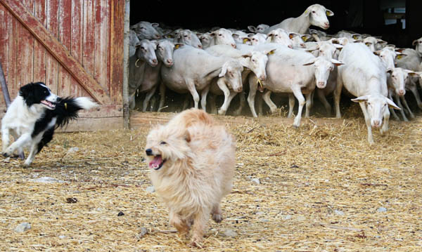 Border collie et petit berger des pyrénées avec brebis