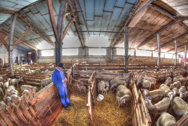 La bergerie pendant l'agnelage