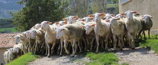 Brebis Préalpes