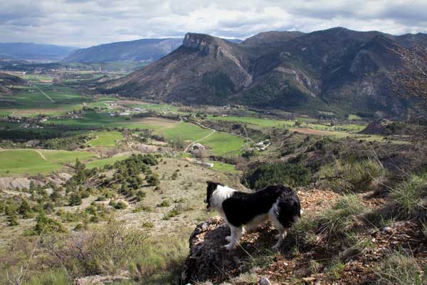 Elfie, Border collie