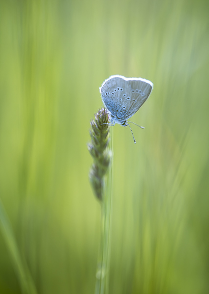 Papillon bleu azuré