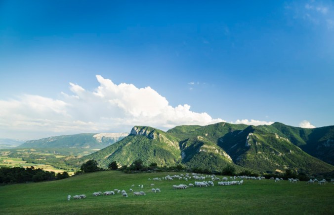 Les brebis préalpes dans un pâturage dans les Hautes-Alpes