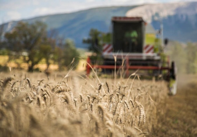 Moisson de blé bio dans les Hautes-Alpes