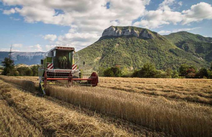 Moisson de blé bio dans les Hautes-Alpes